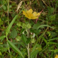 Sida rhombifolia L.
